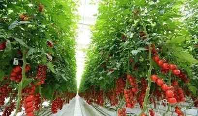 乡村振兴丨河南省郸城县产业振兴案例——国家农业科技园改变传统农业发展模式